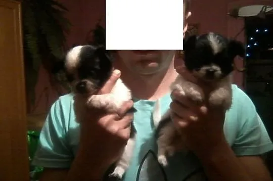 Piękne chihuahua