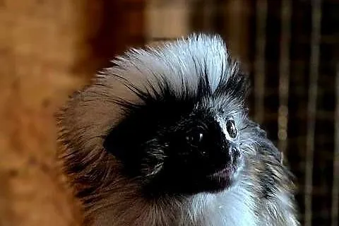 Tamaryna białoczuba (Saguinus oedipus) - młode, oswojone małpki