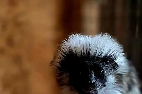 Tamaryna białoczuba (Saguinus oedipus) - młode, oswojone małpki, Śląskie, Katowice