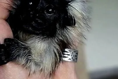 Tamaryna białoczuba (Saguinus oedipus) - młode, oswojone małpki, Śląskie, Katowice