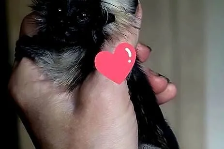 Tamaryna białoczuba (Saguinus oedipus) - młode, oswojone małpki, Śląskie, Katowice