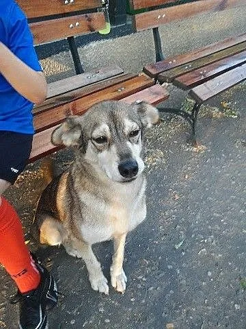 Do pilnej adopcji miły Fredi_