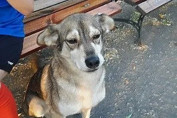 Do pilnej adopcji miły Fredi_