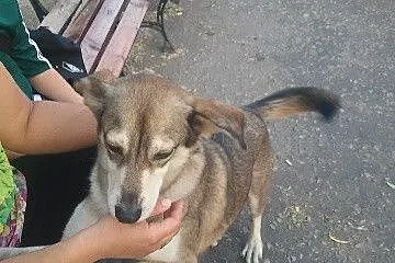 Do pilnej adopcji miły Fredi_
