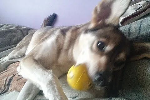 Do pilnej adopcji miły Fredi_