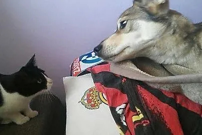 Do pilnej adopcji miły Fredi_