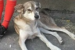 Do pilnej adopcji miły Fredi_