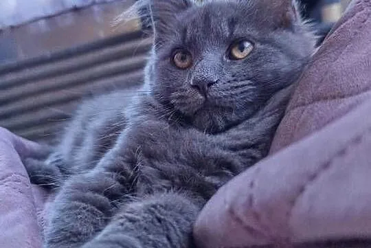 Kotka Maine coon