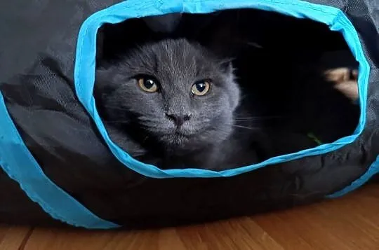 Kotka Maine coon, Lubelskie, Krasnystaw