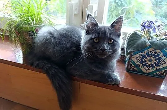 Kotka Maine coon, Lubelskie, Krasnystaw