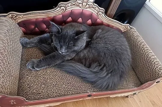 Kotka Maine coon, Lubelskie, Krasnystaw