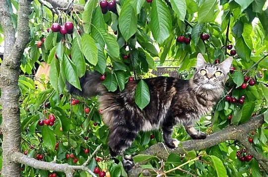 Kotka Maine coon, Lubelskie, Krasnystaw