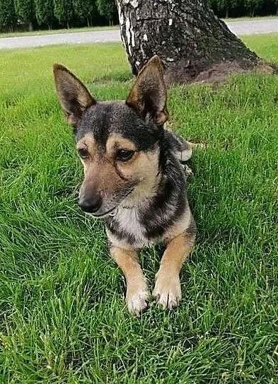 Maleńki, kochany Tuptuś do adopcji!, Mazowieckie, Warszawa