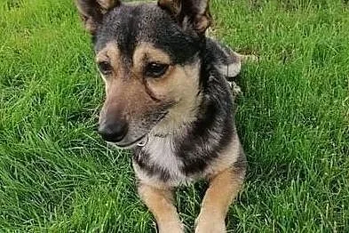 Maleńki, kochany Tuptuś do adopcji!, Mazowieckie, Warszawa