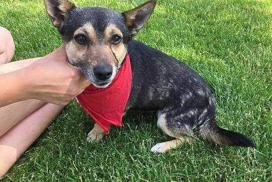 Maleńki, kochany Tuptuś do adopcji!, Mazowieckie, Warszawa
