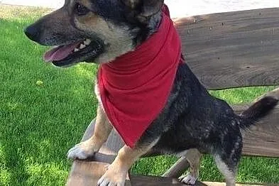 Maleńki, kochany Tuptuś do adopcji!, Mazowieckie, Warszawa