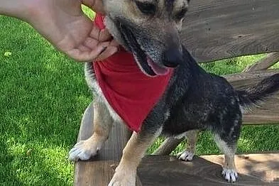 Maleńki, kochany Tuptuś do adopcji!, Mazowieckie, Warszawa