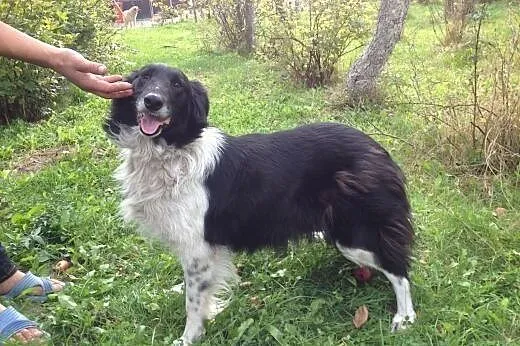 Eliza, mix owczarka collie szuka domu,  małopolskie Kraków
