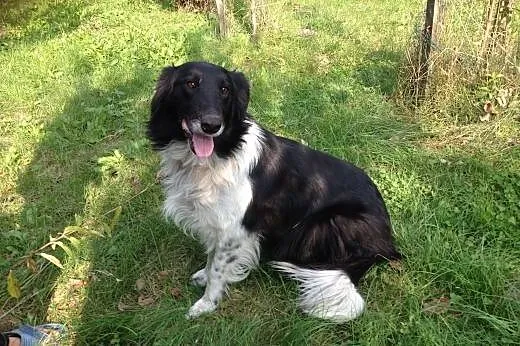 Eliza, mix owczarka collie szuka domu,  małopolski