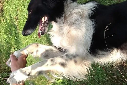 Eliza, mix owczarka collie szuka domu,  małopolski
