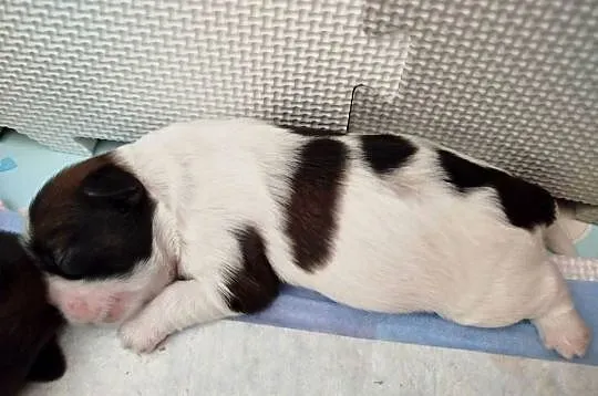 Shih Tzu, Wielkopolskie, Złotków