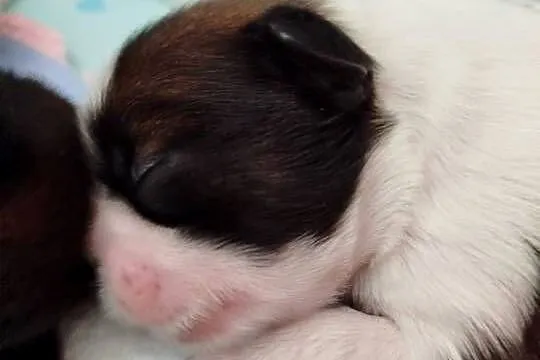Shih Tzu, Wielkopolskie, Złotków