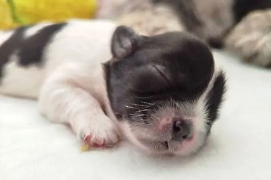 Shih Tzu, Wielkopolskie, Złotków