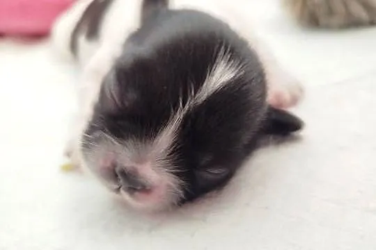 Shih Tzu, Wielkopolskie, Złotków