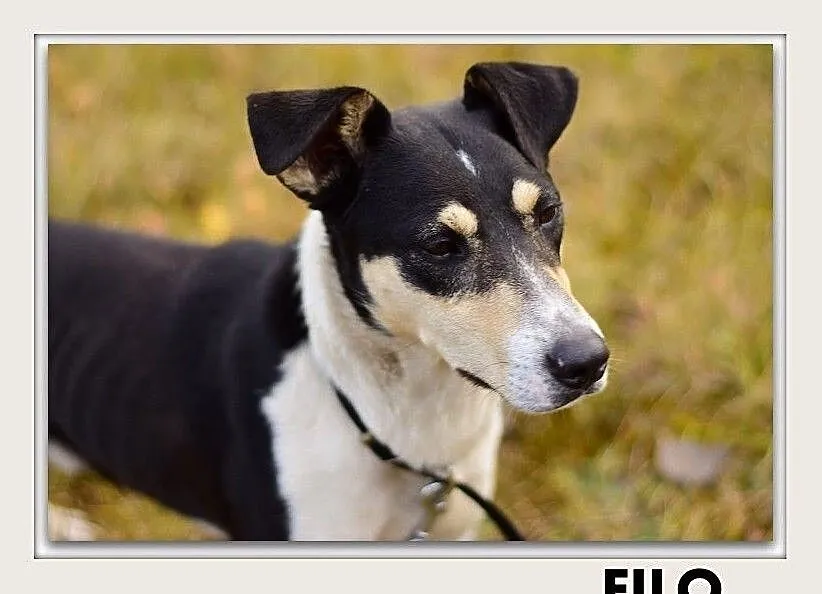 FILO,średni,aktywny,przyjazny,szczepiony pies.ADOPCJA, Małopolskie, Kraków