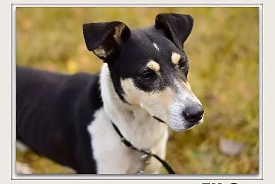 FILO,średni,aktywny,przyjazny,szczepiony pies.ADOPCJA, Małopolskie, Kraków