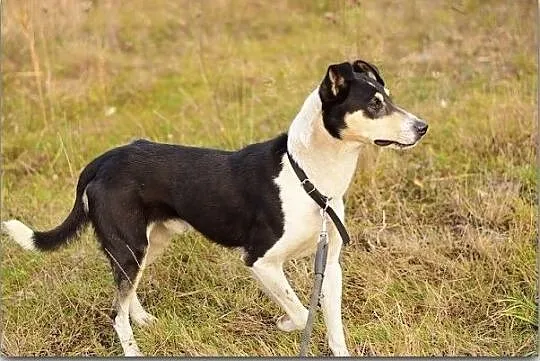 FILO,średni,aktywny,przyjazny,szczepiony pies.ADOPCJA, Małopolskie, Kraków