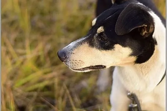 FILO,średni,aktywny,przyjazny,szczepiony pies.ADOPCJA, Małopolskie, Kraków