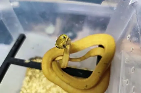 Boa leśny Corallus hortulanus samica CB 2024