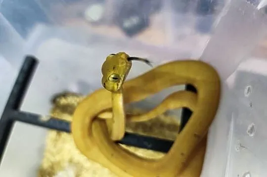 Boa leśny Corallus hortulanus samica CB 2024, Opolskie, Krapkowice