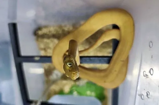 Boa leśny Corallus hortulanus samica CB 2024, Opolskie, Krapkowice