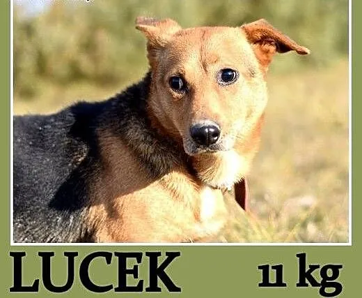 11 kg, łagodny, grzeczny, przyjacielski,łagodny ps