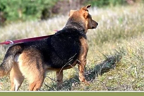 11 kg, łagodny, grzeczny, przyjacielski,łagodny ps
