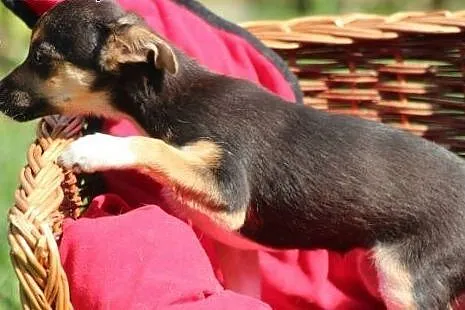 Lukrecja- malutka suczka szuka swojego domku!,  ma