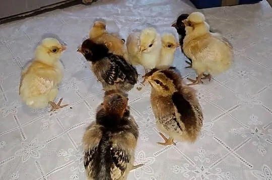 Pisklęta czubatka