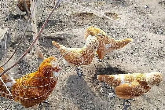 Pisklęta czubatka, Podkarpackie, Suchorzów