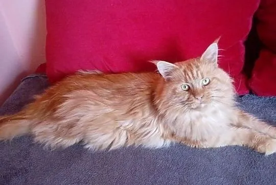 Reproduktor/ Krycie Maine Coon, , Bydgoszcz