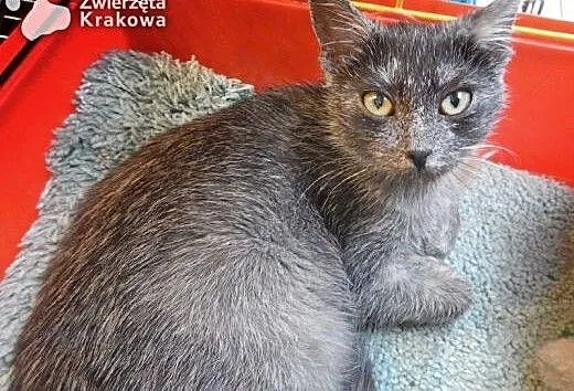 Srebrzysta koteczka niezwykłej urody, małopolskie