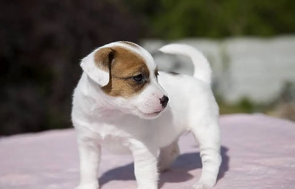 Jack Russell Terrier ZKwP FCI szczeniak, Zachodniopomorskie, Szczecin