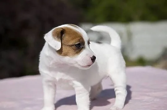 Jack Russell Terrier ZKwP FCI szczeniak, Zachodniopomorskie, Szczecin