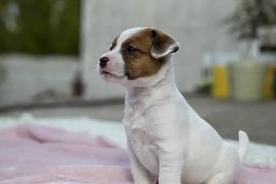 Jack Russell Terrier ZKwP FCI szczeniak, Zachodniopomorskie, Szczecin