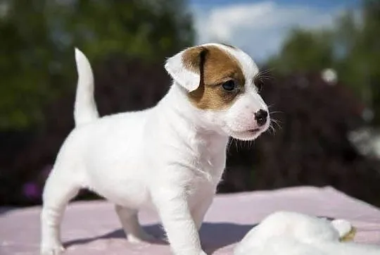Jack Russell Terrier ZKwP FCI szczeniak, Zachodniopomorskie, Szczecin