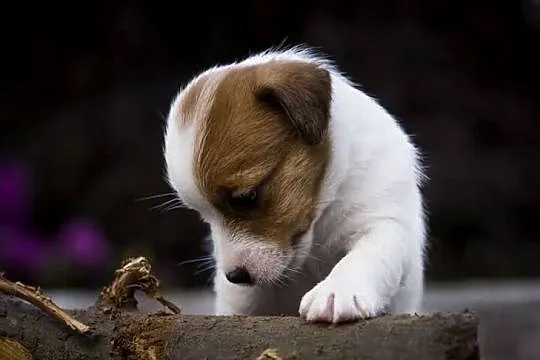 Jack Russell Terrier ZKwP FCI szczeniak, Zachodniopomorskie, Szczecin