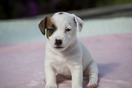 Jack Russell Terrier ZKwP FCI szczeniak, Zachodniopomorskie, Szczecin
