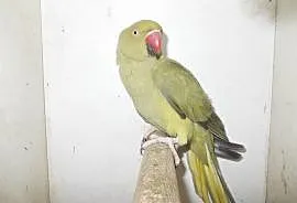 Papuga aleksandreta, Nowy Tomyśl