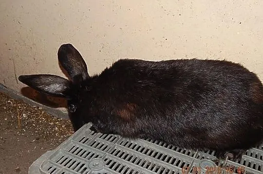 Królik króliki samica mieszaniec polecam łask